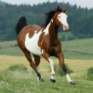 Meet your Posher, Germain